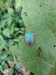 Edessa rufomarginata