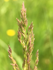Poaceae