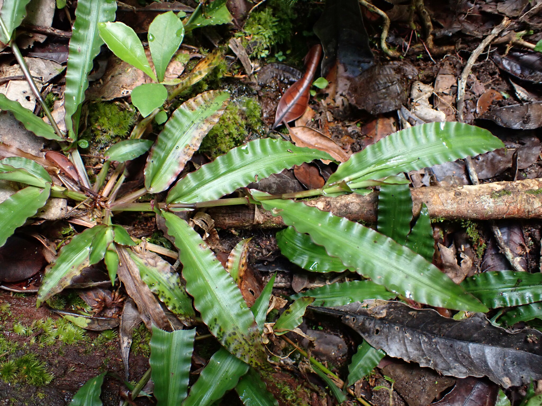 Megastachya mucronata
