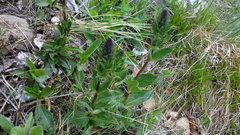 Veronica gentianoides