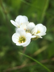 Saxifraga granulata