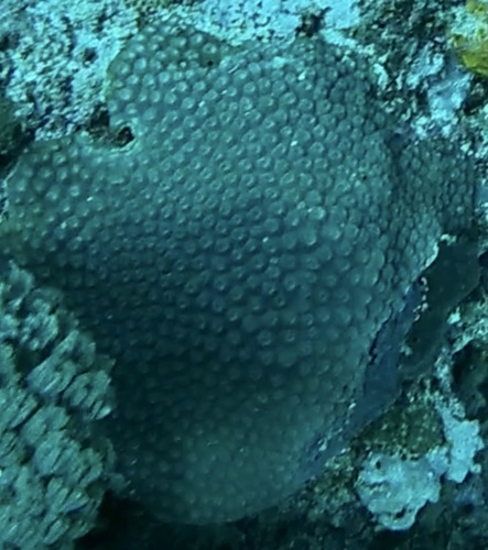 Diploastrea heliopora (Diploastrea heliopora)