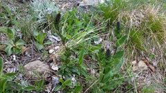 Veronica gentianoides