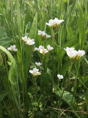 Saxifraga granulata