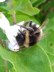 Bombus