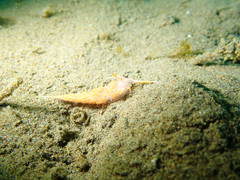 Austraeolis stearnsi