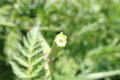 Anthriscus sylvestris