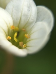 Saxifraga granulata