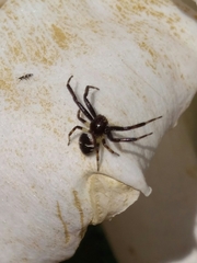 Synema globosum