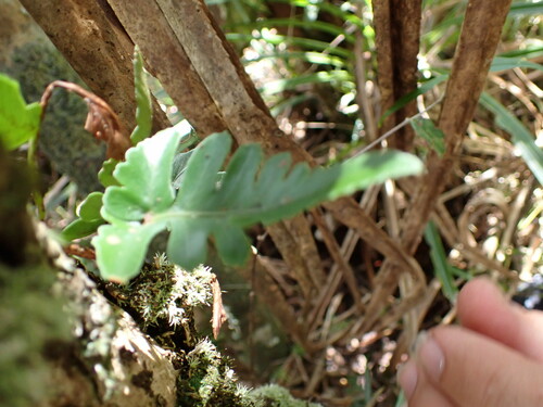 Image of Davallia repens by (c) Louis Aureglia, some rights reserved (CC BY)