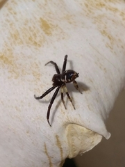 Synema globosum