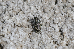 Cicindela willistoni echo