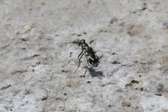 Cicindela willistoni echo