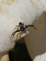Synema globosum