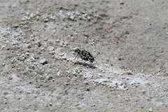 Cicindela willistoni echo