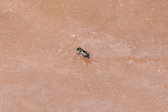 Cicindela willistoni echo