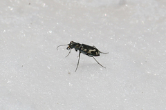 Cicindela willistoni echo