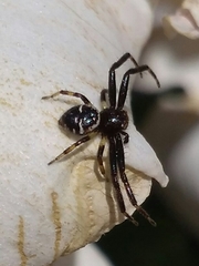 Synema globosum