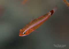 Bluestripe Dwarfgoby photo 2
