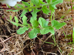 Crepis vesicaria