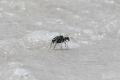 Cicindela willistoni echo