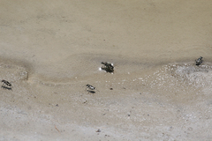 Cicindela willistoni echo