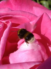 Bombus
