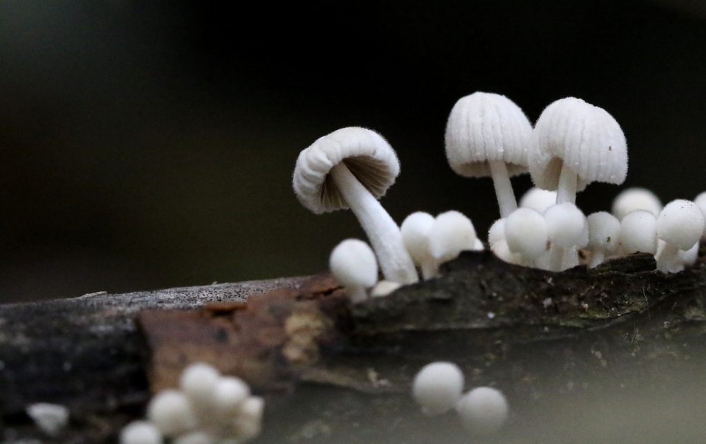 Coprinellus disseminatus · May 2024 · photo: © agnestrekker (iNaturalist, CC)