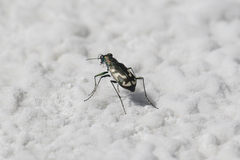 Cicindela willistoni echo