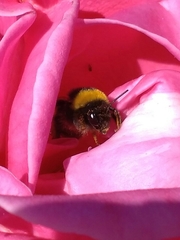 Bombus