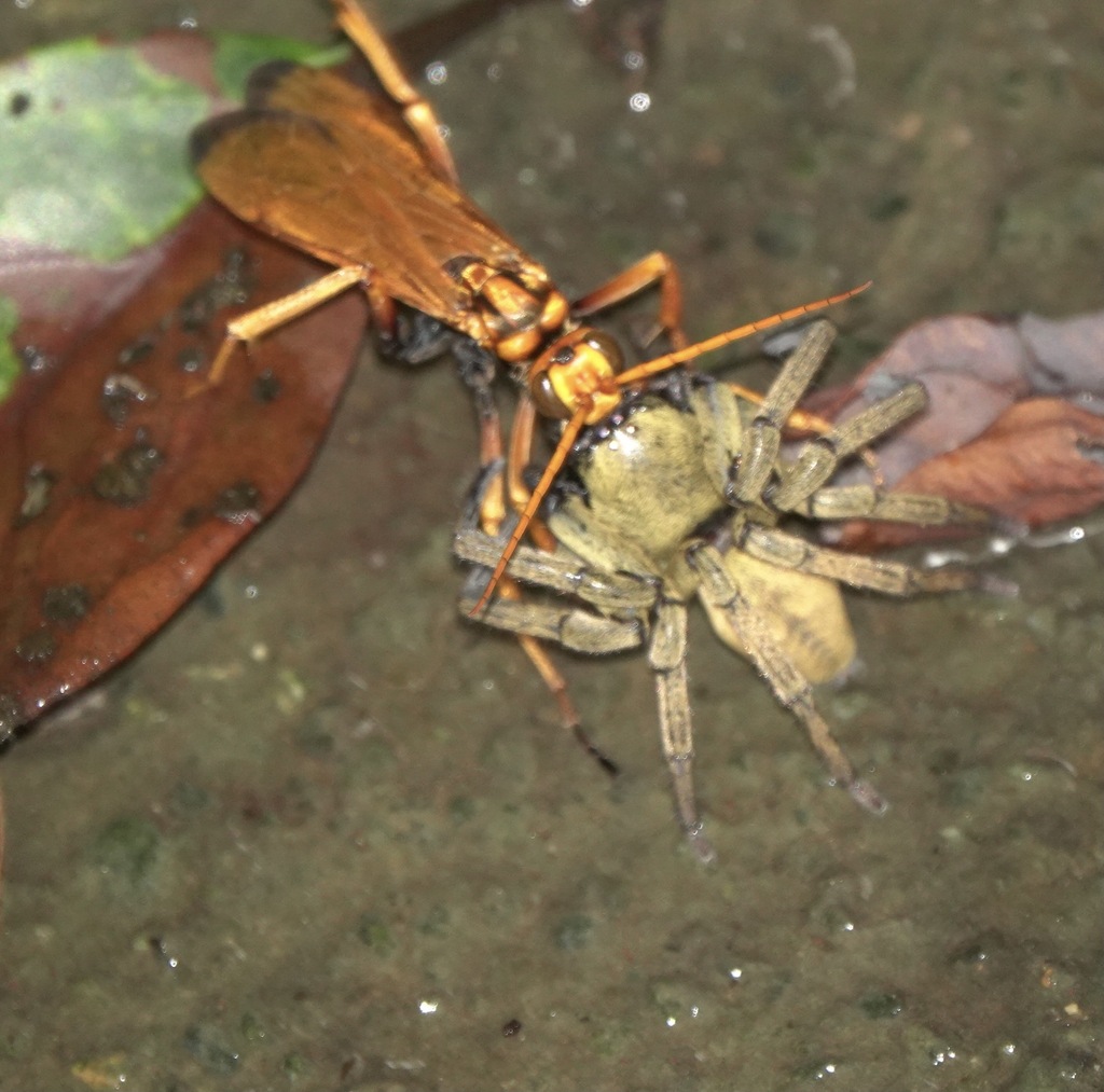 Cyphononyx fulvognathus