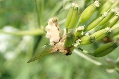 Entomophthora muscae