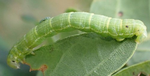 March Moth, Nationaal Park De Loonse en Drunense Duinen, Kaatsheuvel, North Brabant, NL, photo 7 of 10