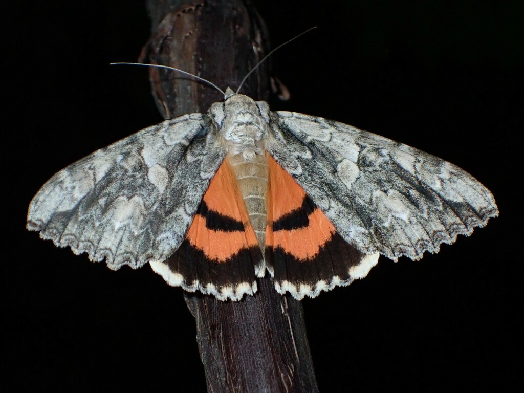 Mother Underwing Moth