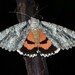 Mother Underwing Moth - Photo (c) Angus Mossman, some rights reserved (CC BY-NC), uploaded by Angus Mossman