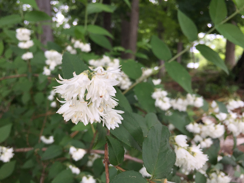 Deutzia crenata