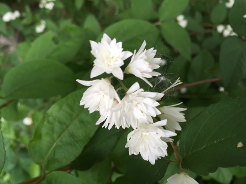 Deutzia crenata