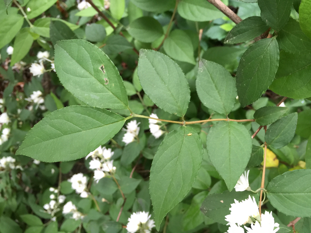 Deutzia crenata, 8940 Jones Mill Rd, Chevy Chase, MD, US
