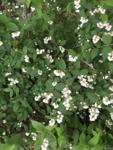 Deutzia crenata