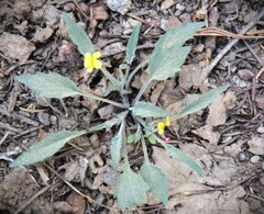 Viola pinetorum ssp. pinetorum