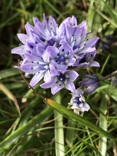 Spring Squill
