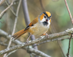 Black-Throated Parrotbill photo 5