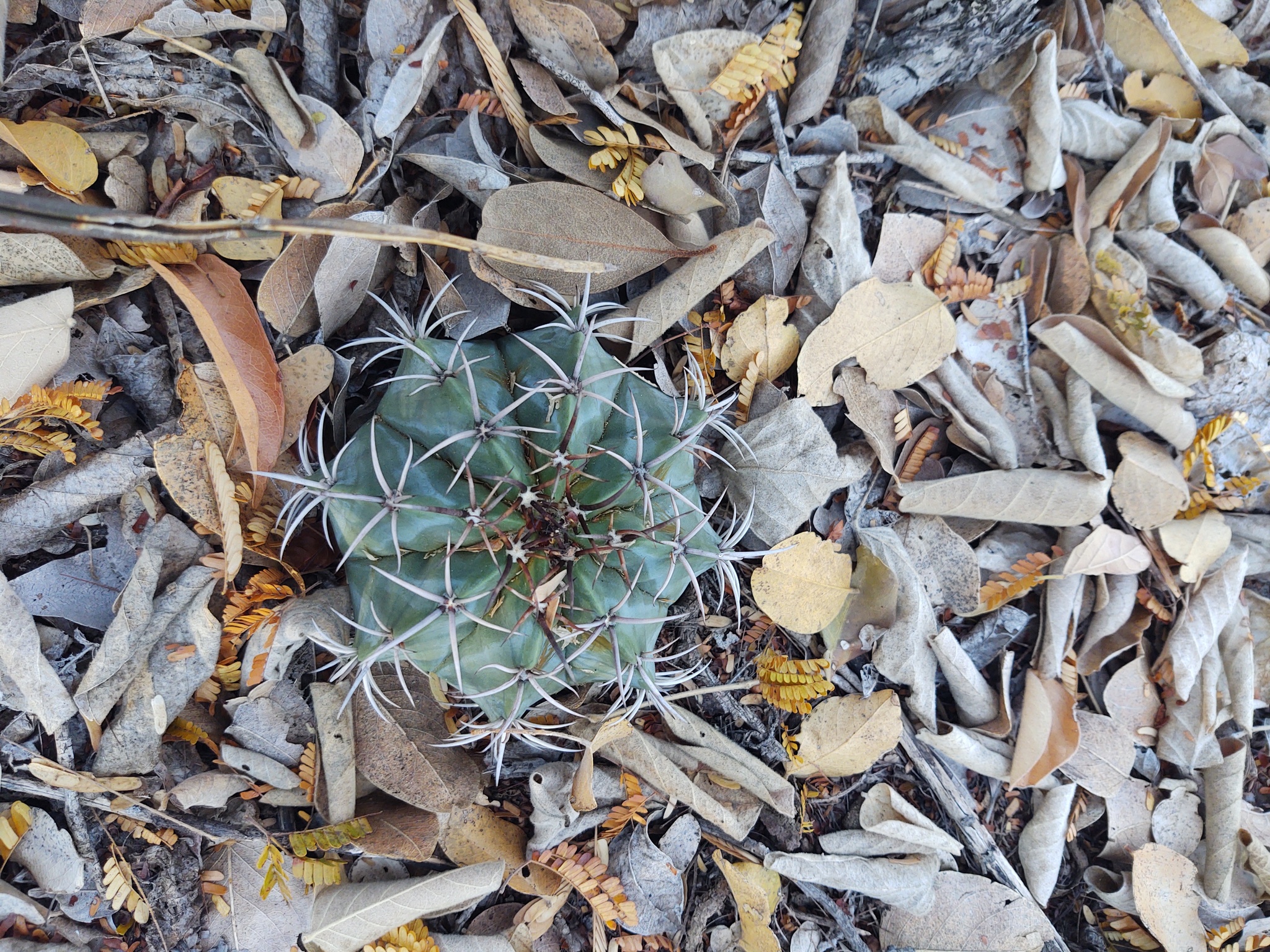 Melocactus concinnus