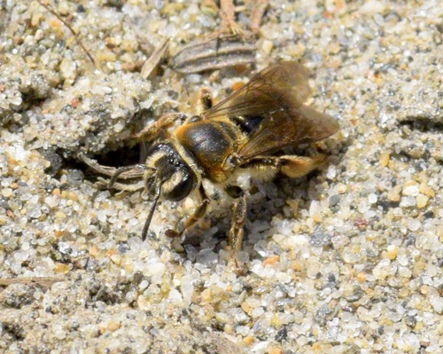 Andrena alleghaniensis Viereck, 1907