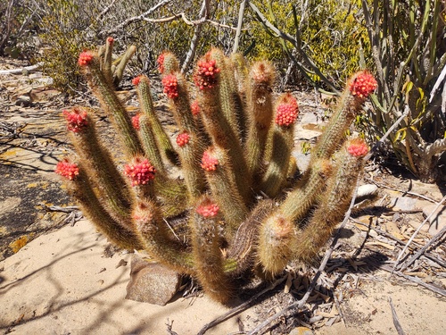 Micranthocereus flaviflorus