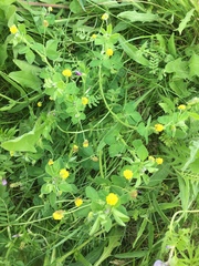 Medicago lupulina