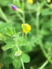 Medicago lupulina