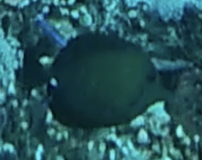 Brown Tang (Zebrasoma scopas)