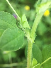 Medicago lupulina