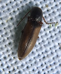 Agriotes pallidulus